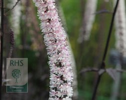 bugbane (syn. Cimicifuga)