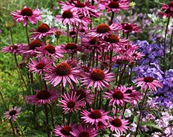 Echinacea purpurea 'Rubinglow' (coneflower)