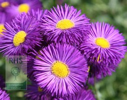 fleabane
