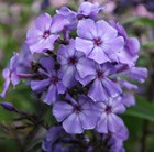 Phlox paniculata Blue Evening