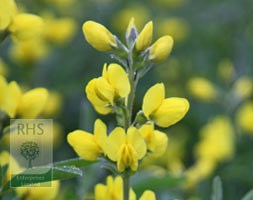 thermopsis