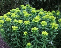 Euphorbia cornigera 'Goldener Turm' (spurge)