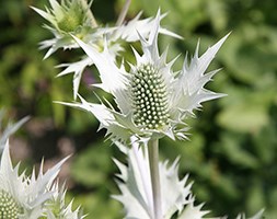 Eryngium giganteum 'Silver Ghost' (giant sea holly)