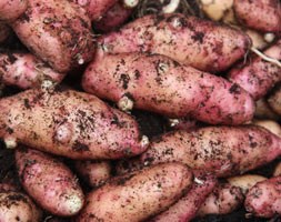 potato 'Pink Fir Apple' (potato - maincrop, Scottish basic seed potato)