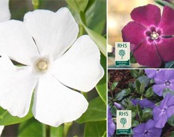 RHS Collections