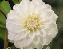 dahlia bulbs