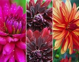Crocus collections