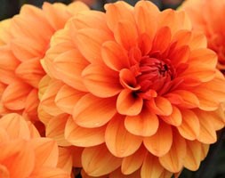 dahlia bulbs