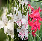 gladioli bulbs