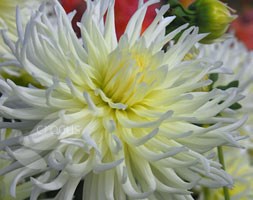 dahlia bulbs