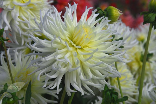 dahlia tuber dahlia tuber