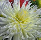 Dahlia 'White Star'