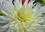 dahlia bulbs