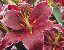 lily bulbs