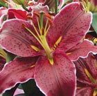 lily bulbs