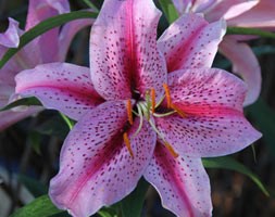 Lilium 'Tiger Edition' (oriental lily)