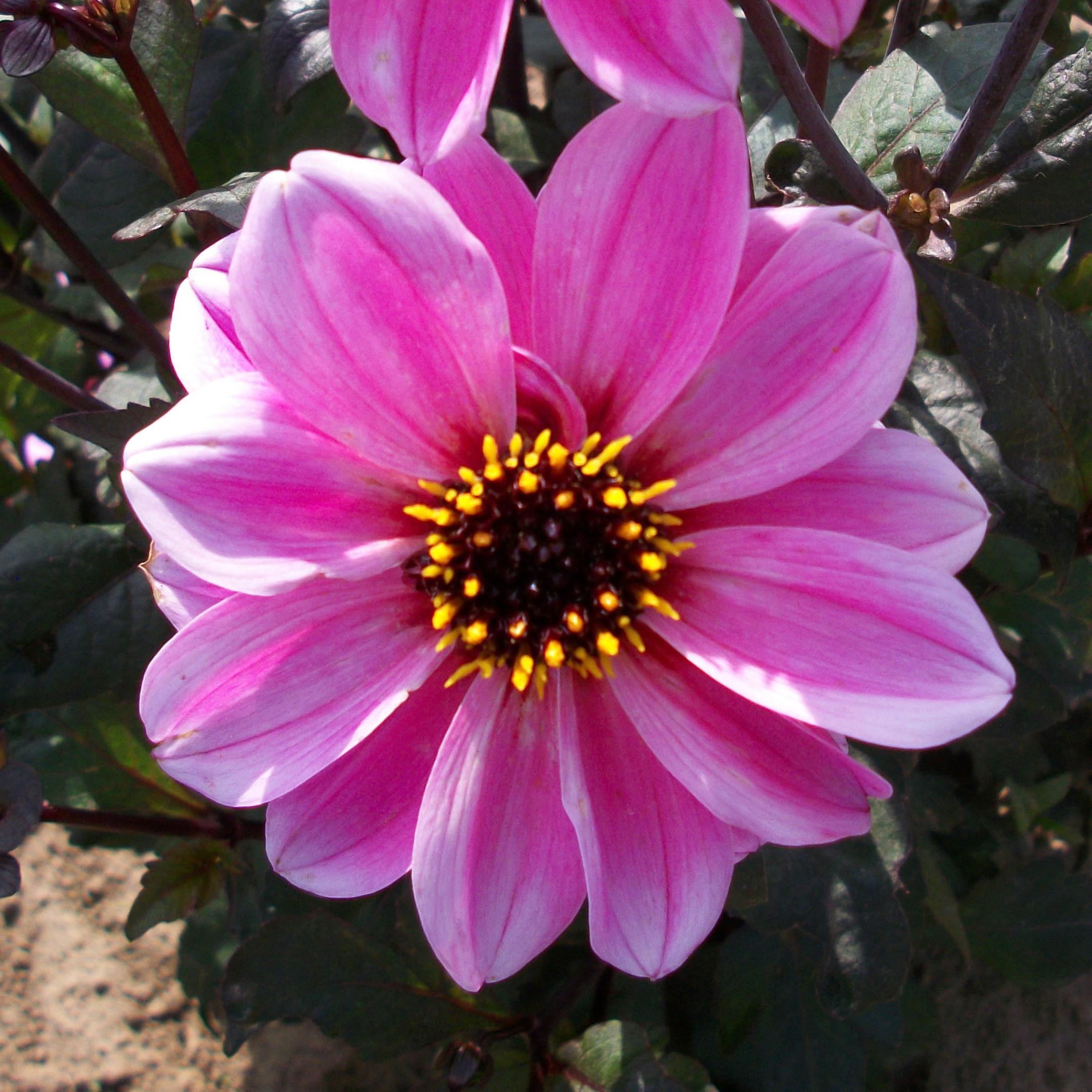 dahlia bulbs