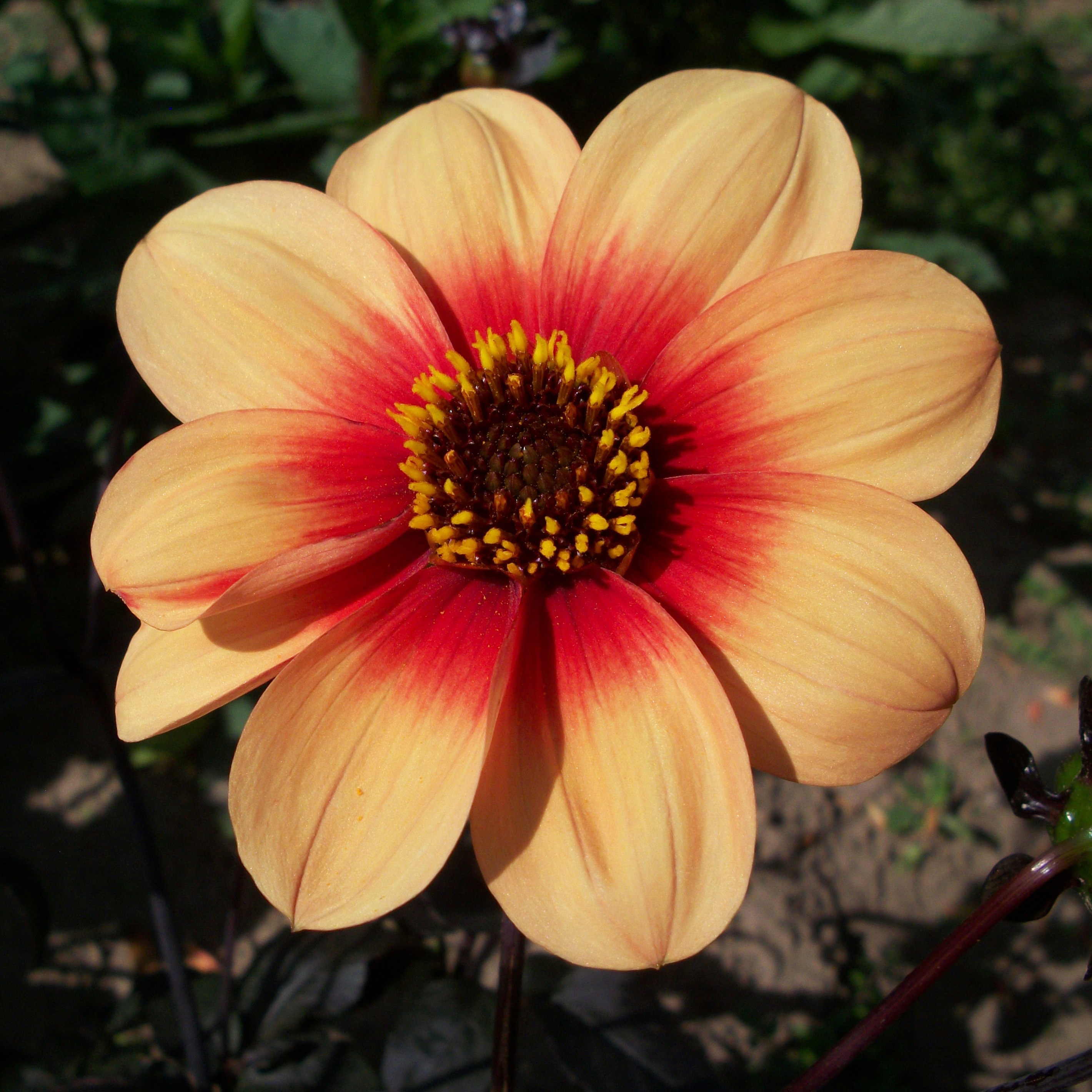 dahlia bulbs