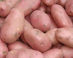 potato 'Sarpo Mira' (PBR) (potato - maincrop)