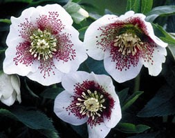 Helleborus x hybridus 'White Spotted Lady' (Lady Series) (lenten rose / hellebore)