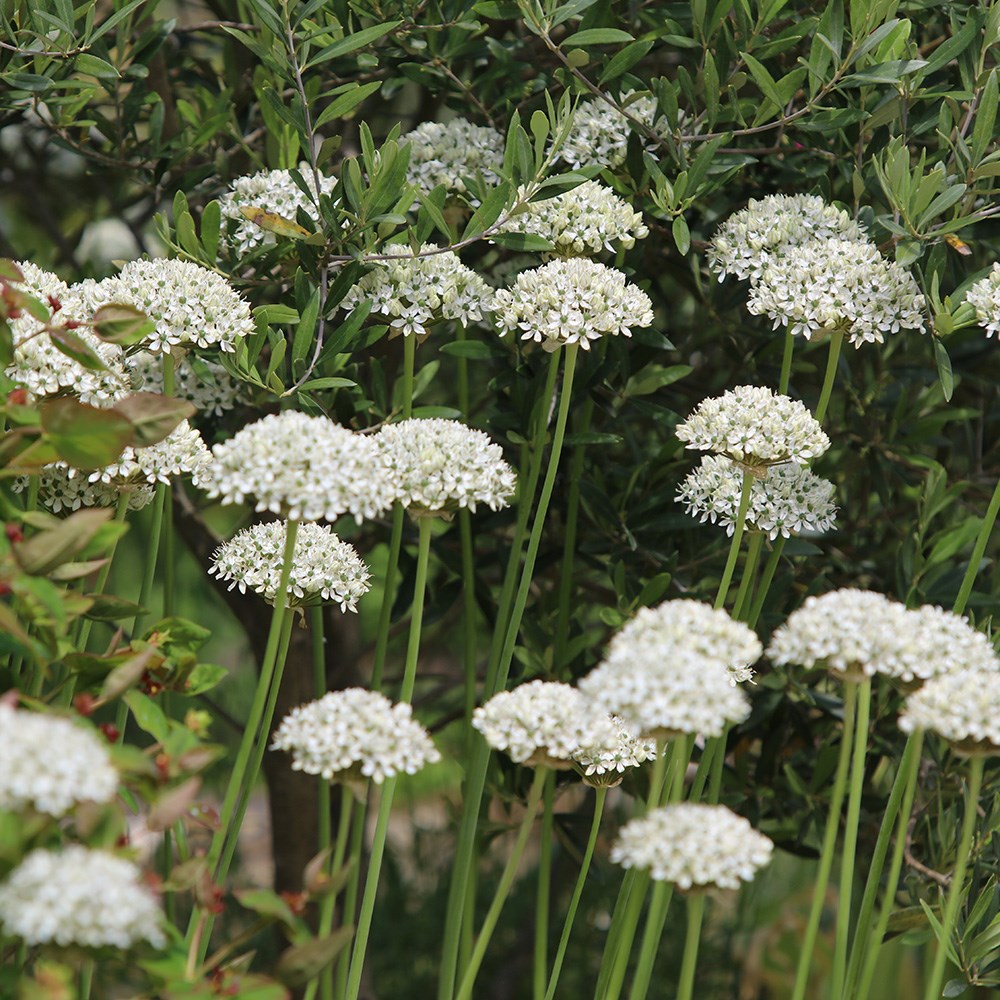 ornamental onion bulbs
