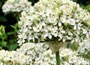 ornamental onion bulbs