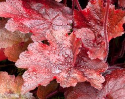 Heuchera 'Fire Chief (PBR)' (coral bells)