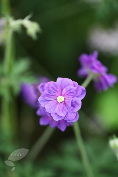 mayflower mayflower