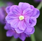 Geranium pratense Plenum Violaceum