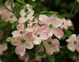 flowering dogwood