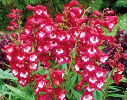 16 plus 5 FREE large plug plants