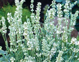 16 plus 5 FREE large plug plants