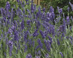 16 plus 5 FREE large plug plants