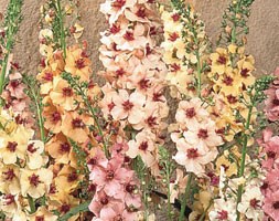 16 plus 5 FREE large plug plants