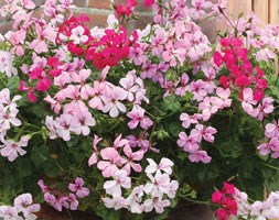 32 plus 10 FREE large plug plants