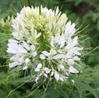 Cleome hassleriana Helen Campbell
