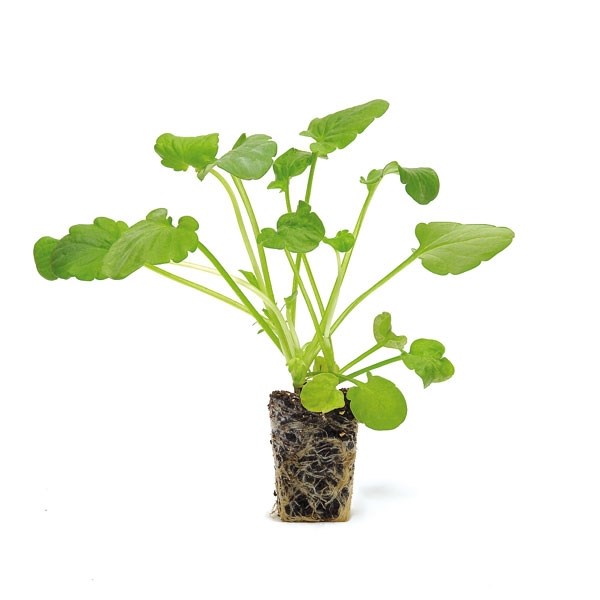 40 plus 20 FREE large plug plants 40 plus 20 FREE large plug plants