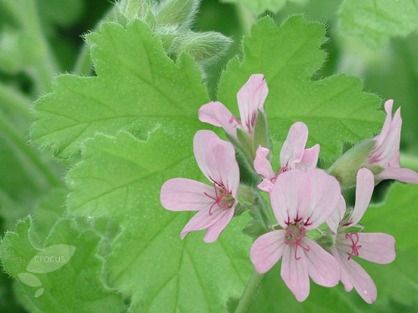three scented-leaved pelargoniums three scented-leaved pelargoniums