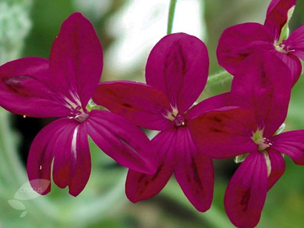 one species pelargonium one species pelargonium