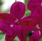 Pelargonium Schottii