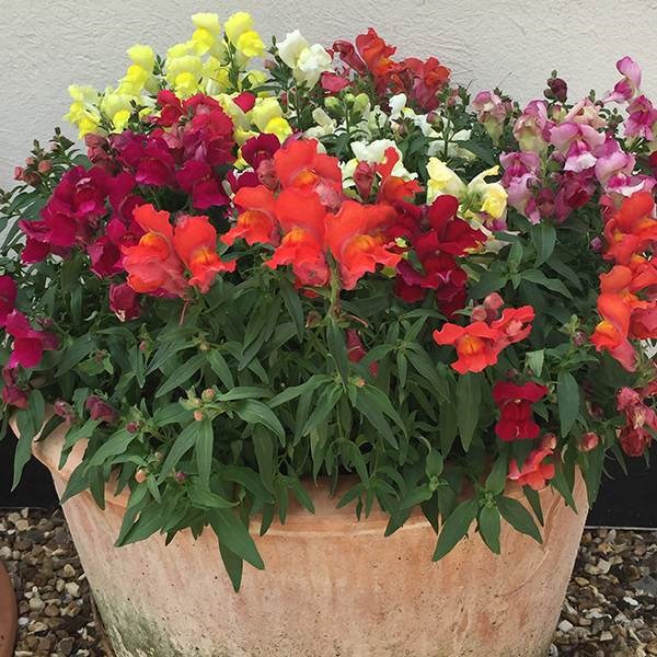 40 plus 20 FREE large plug plants 40 plus 20 FREE large plug plants