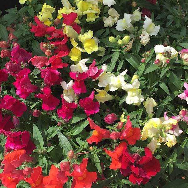 40 plus 20 FREE large plug plants 40 plus 20 FREE large plug plants