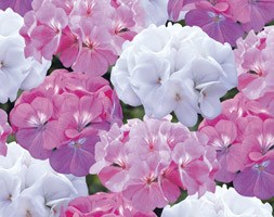 Geranium 'Candyfloss Mixed' (40 plus 20 FREE large plug plants)