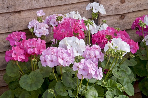 40 plus 20 FREE large plug plants 40 plus 20 FREE large plug plants
