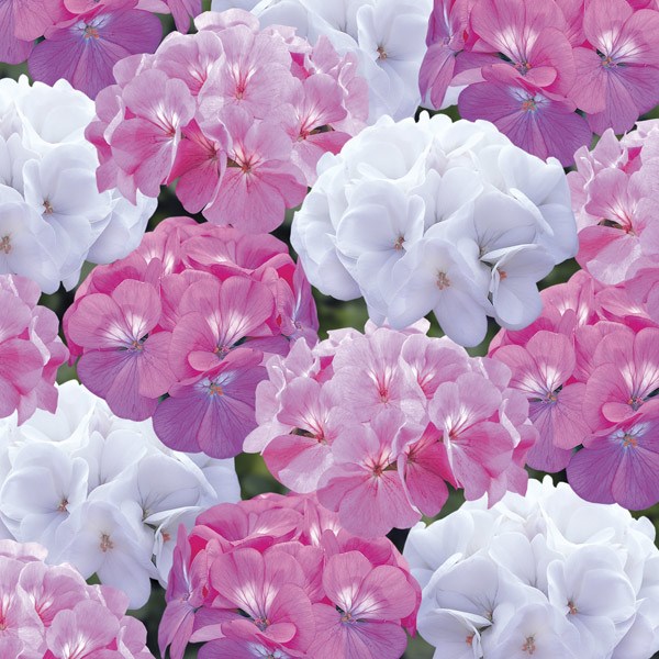 40 plus 20 FREE large plug plants 40 plus 20 FREE large plug plants