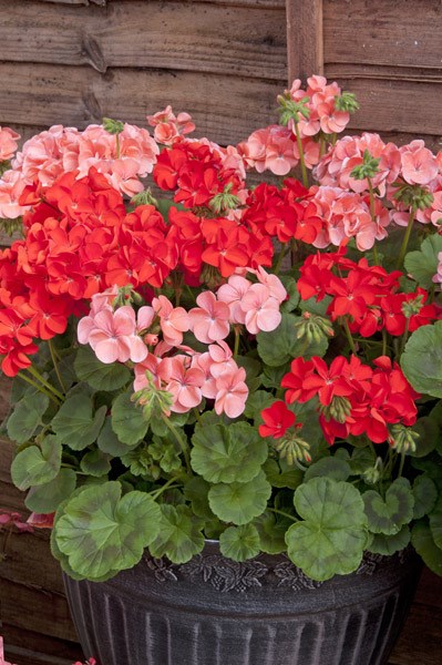40 plus 20 FREE large plug plants 40 plus 20 FREE large plug plants
