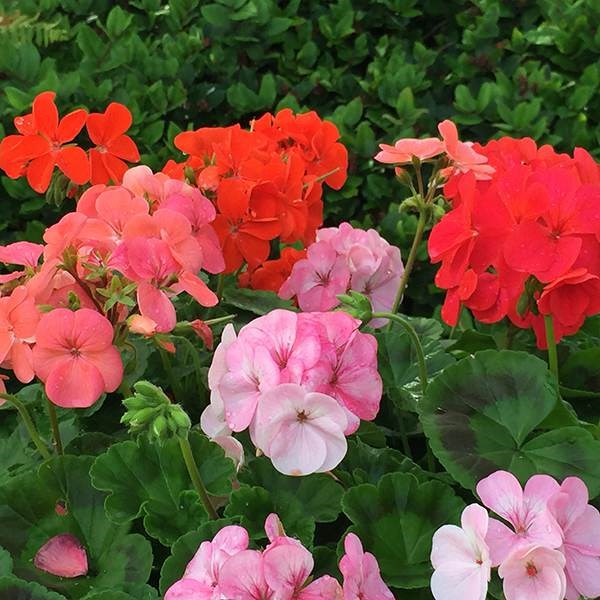 40 plus 20 FREE large plug plants 40 plus 20 FREE large plug plants