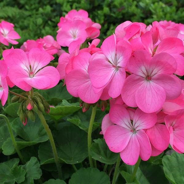 40 plus 20 FREE large plug plants 40 plus 20 FREE large plug plants