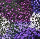Lobelia Bedding Mixed