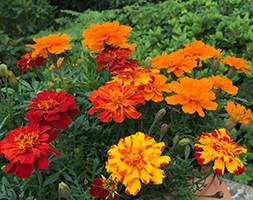 Marigold 'French Fancy' (40 plus 20 FREE large plug plants)